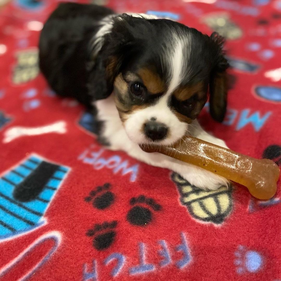 Archie